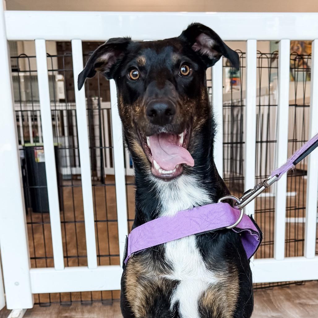 Enlarge 362 (2026) Bonnie, a Adoptable mixed breed in Parker, CO image 1/6