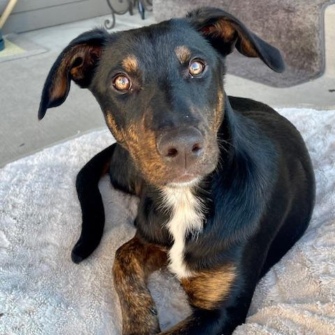 Enlarge 362 (2026) Bonnie, a Adoptable mixed breed in Parker, CO image 2/6