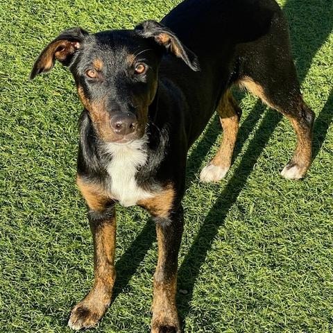 Enlarge 362 (2026) Bonnie, a Adoptable mixed breed in Parker, CO image 3/6