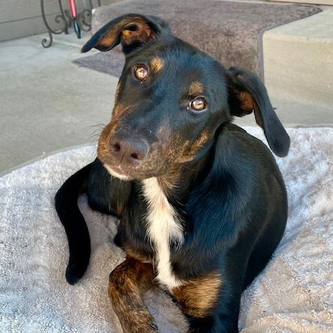 Enlarge 362 (2026) Bonnie, a Adoptable mixed breed in Parker, CO image 5/6