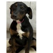 Enlarge 362 (2026) Bonnie, a Adoptable mixed breed in Parker, CO image 6/6