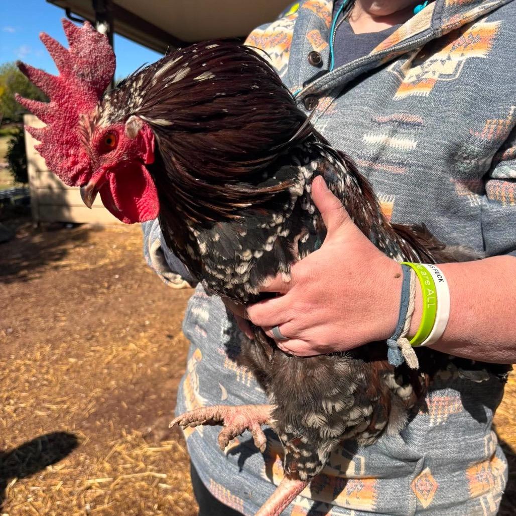 Enlarge Hogwart, a Adoptable Chicken in Nampa, ID image 1/1
