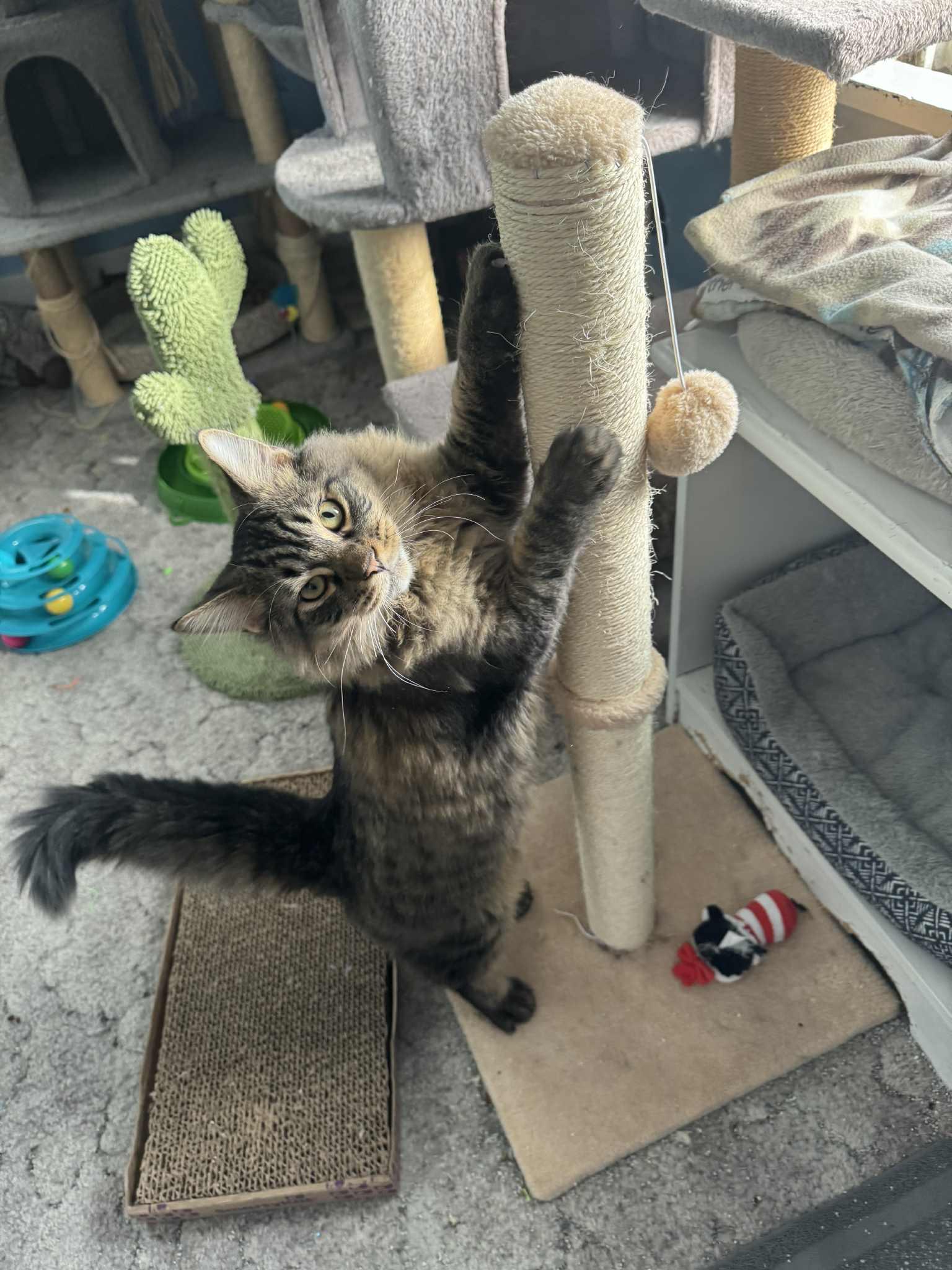 Gonzo, Adoptable, Young Male Domestic Short Hair & Domestic Medium Hair.