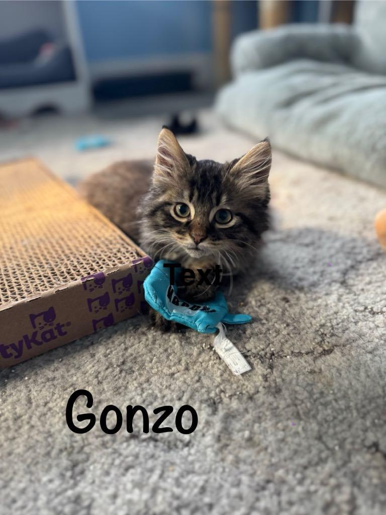 Gonzo, a Adoptable mixed breed in Creston, IA image 5/6