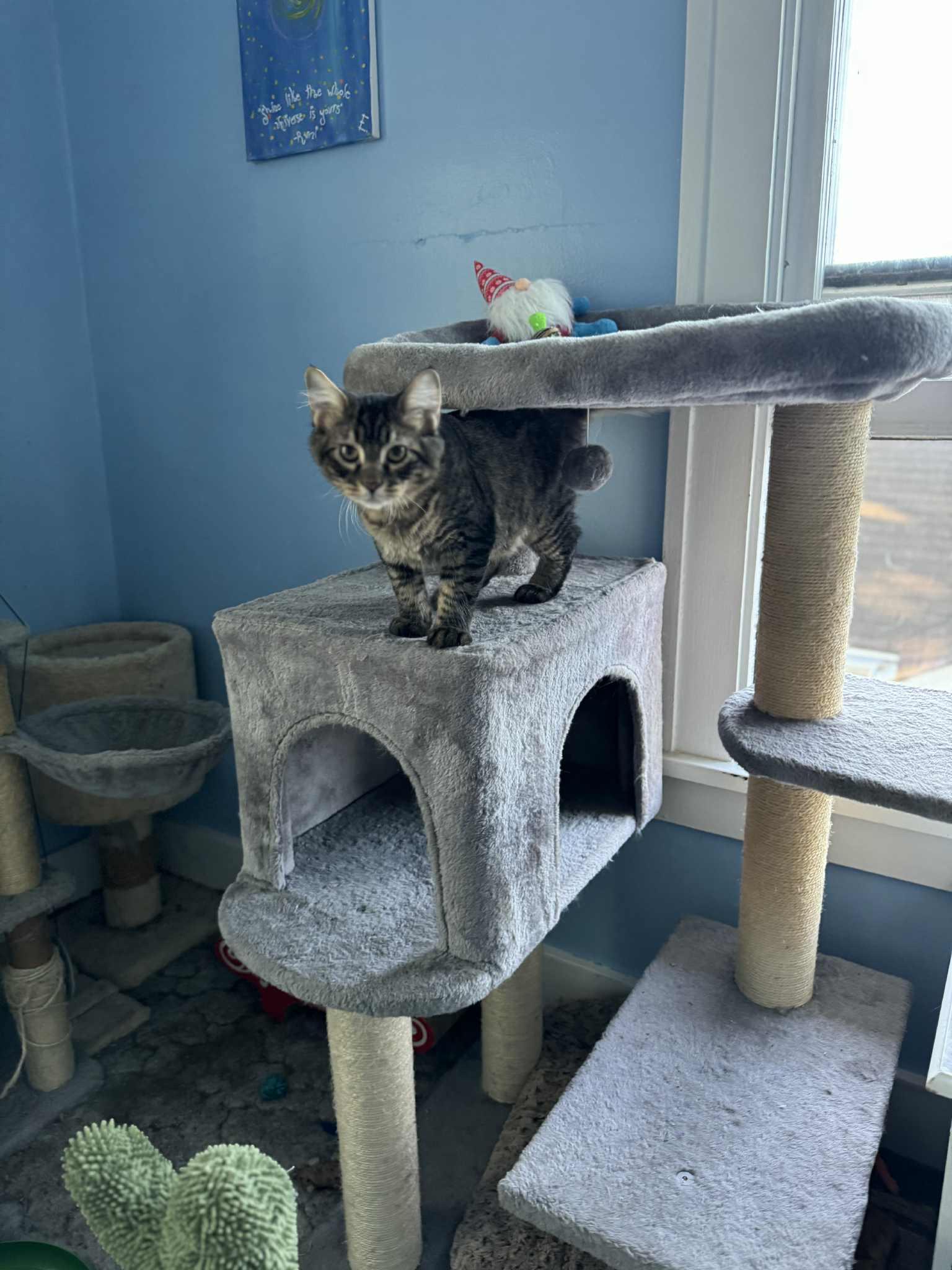 Gonzo, a Adoptable mixed breed in Creston, IA image 6/6