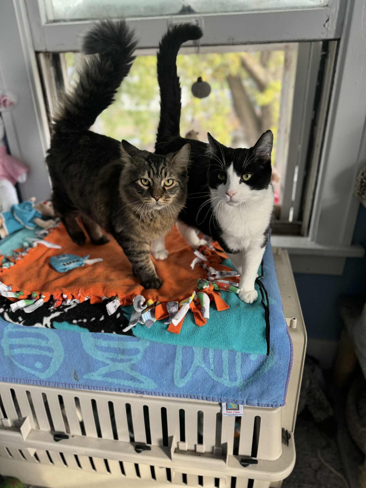 Gonzo, a Adoptable mixed breed in Creston, IA image 2/6