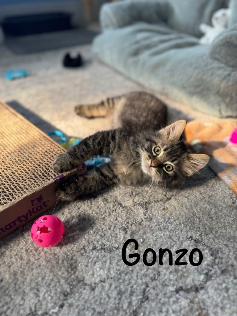 Gonzo