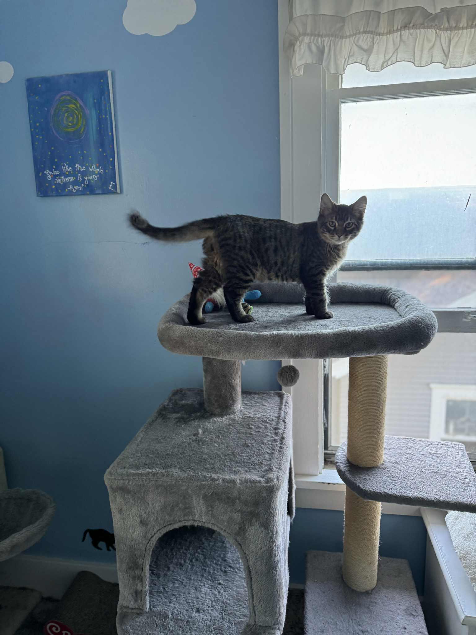 Gonzo, a Adoptable mixed breed in Creston, IA image 3/6