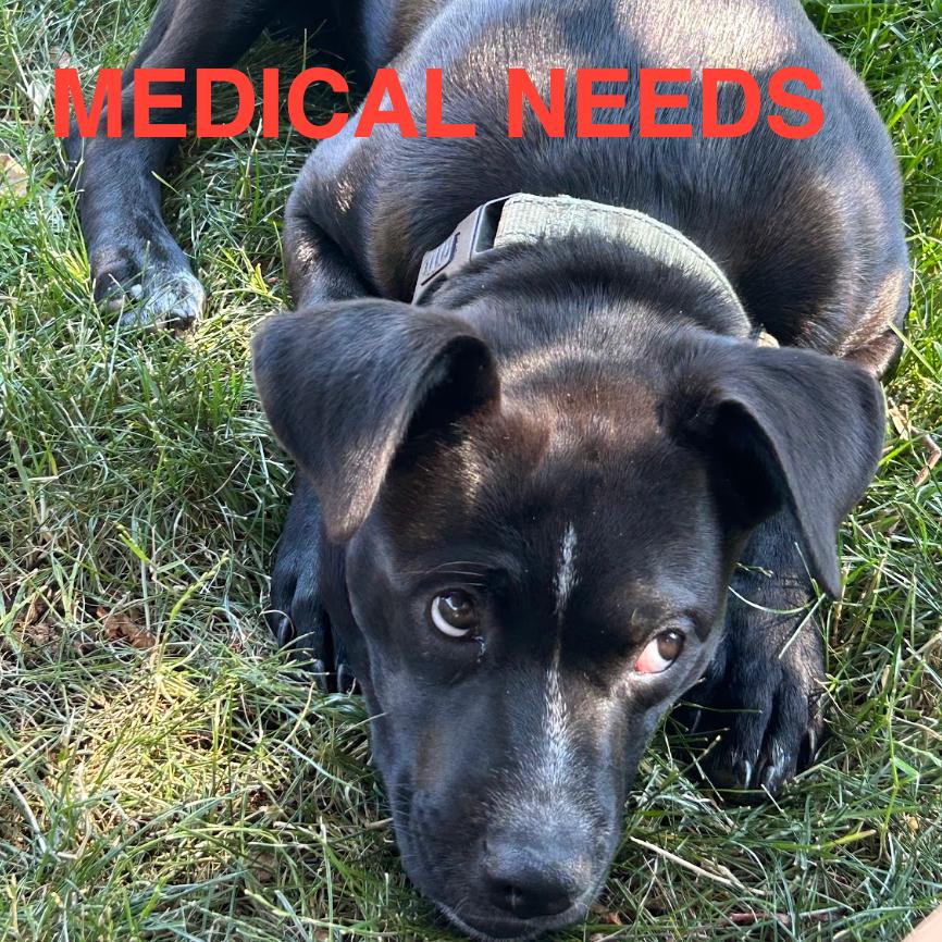 812 (2026) Casey, a Adoptable mixed breed in Parker, CO image 2/6