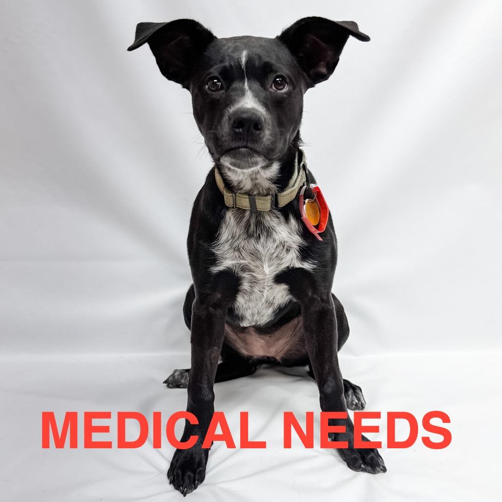 812 (2026) Casey, a Adoptable mixed breed in Parker, CO image 3/6