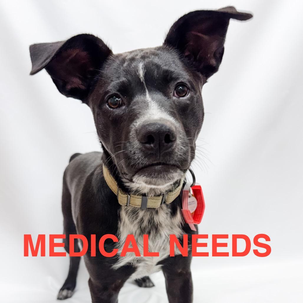 812 (2026) Casey, a Adoptable mixed breed in Parker, CO image 4/6