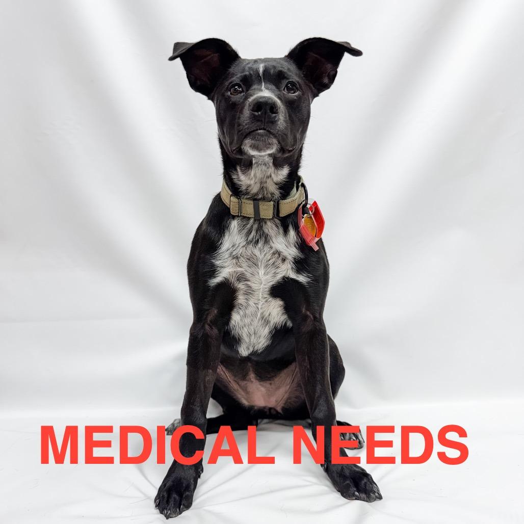 812 (2026) Casey, a Adoptable mixed breed in Parker, CO image 5/6