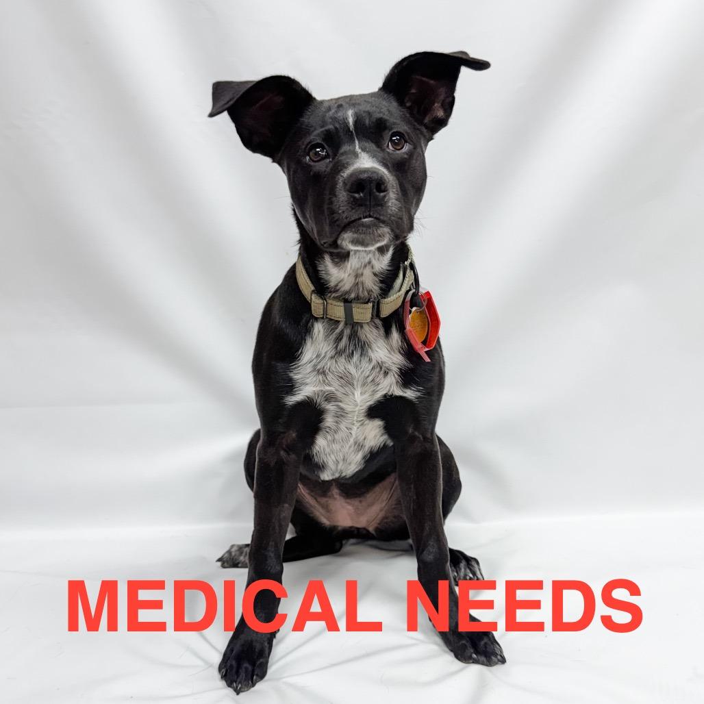 812 (2026) Casey, a Adoptable mixed breed in Parker, CO image 6/6