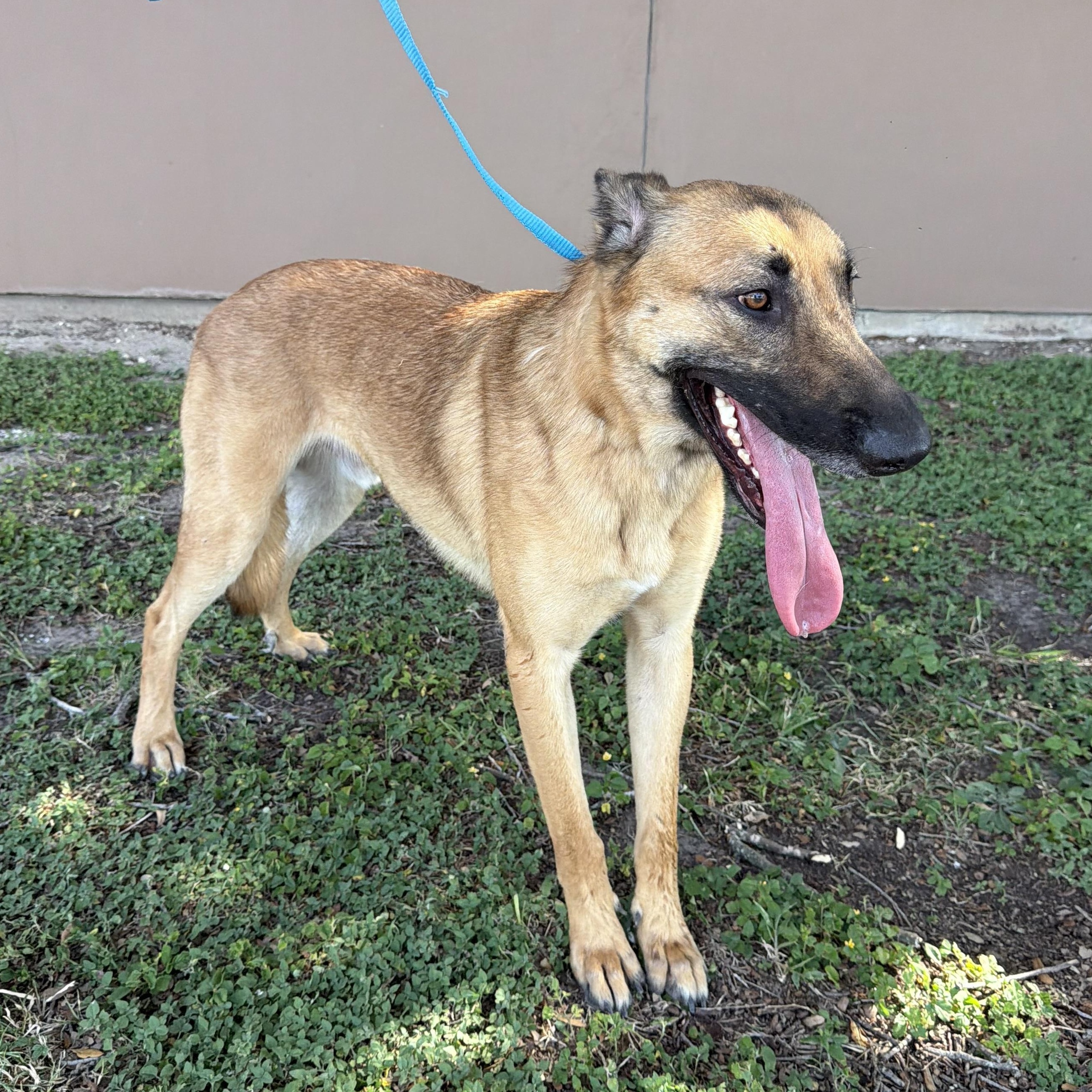 Enlarge Cowboy, a Adoptable mixed breed in Cheyenne, WY image 3/5