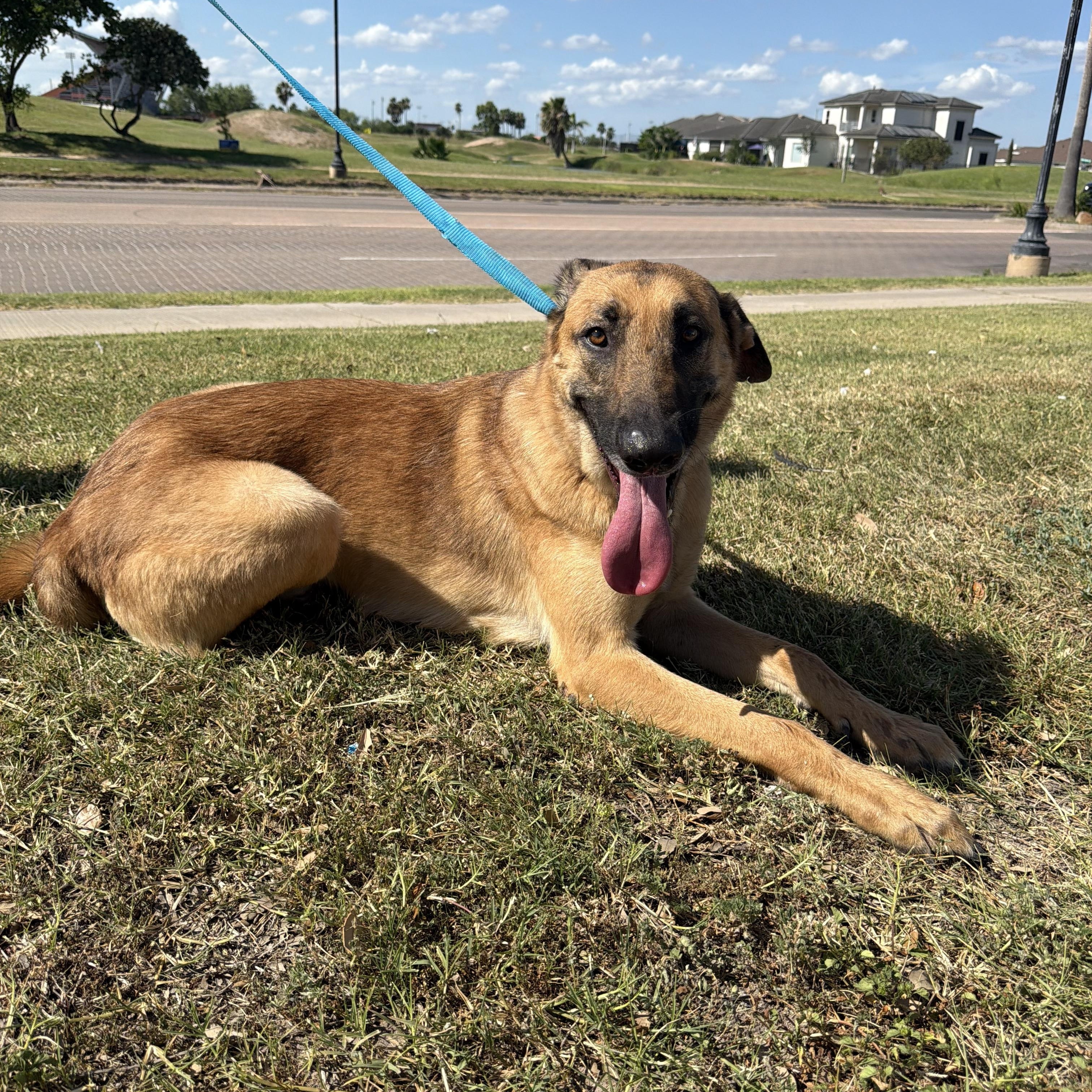 Enlarge Cowboy, a Adoptable mixed breed in Cheyenne, WY image 5/5