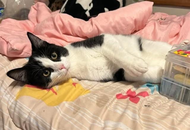 SWIFTIE, Adoptable, Young Female Domestic Short Hair.