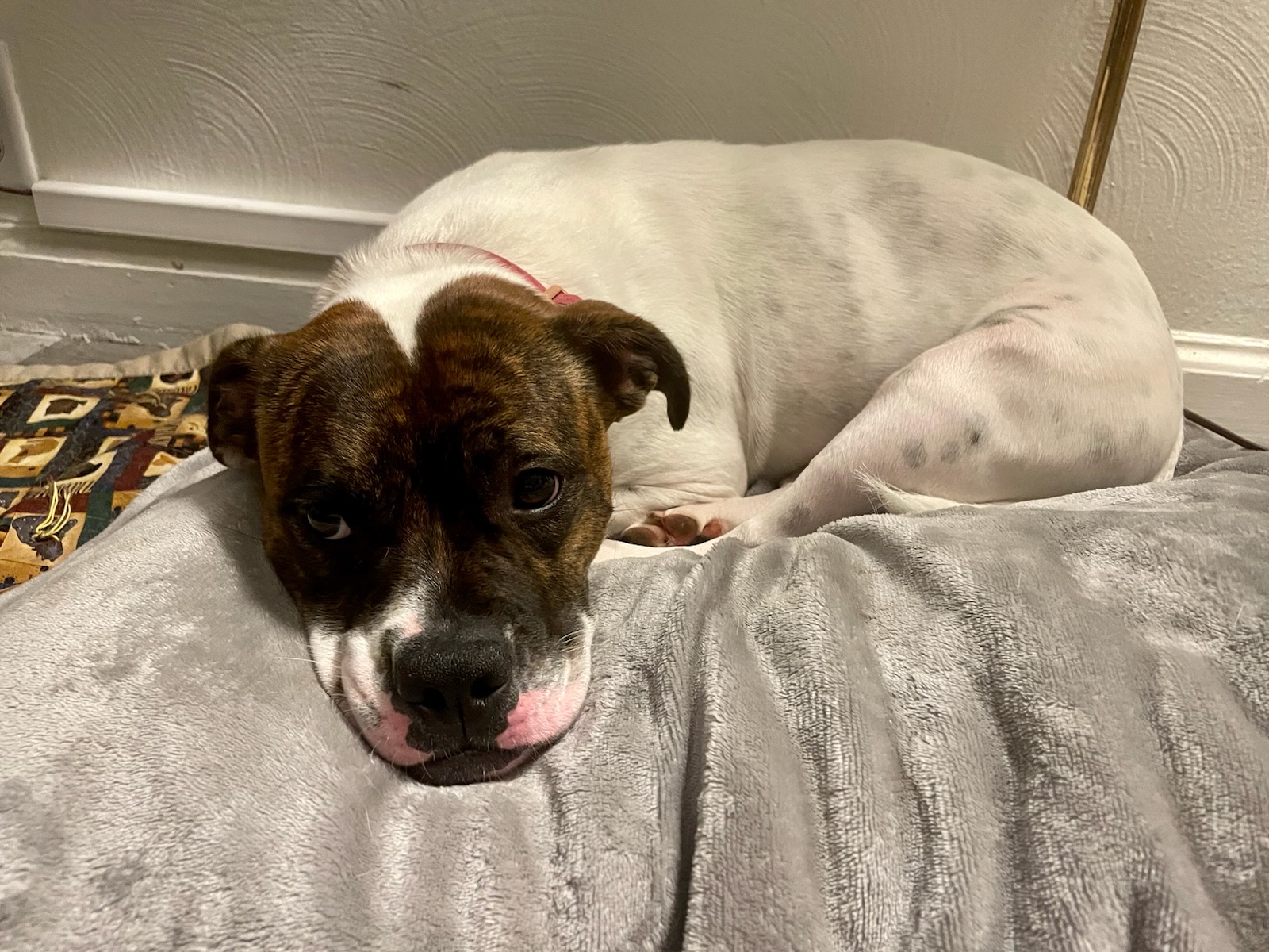 Rhea, a Adoptable mixed breed in Middlebury, IN image 1/2