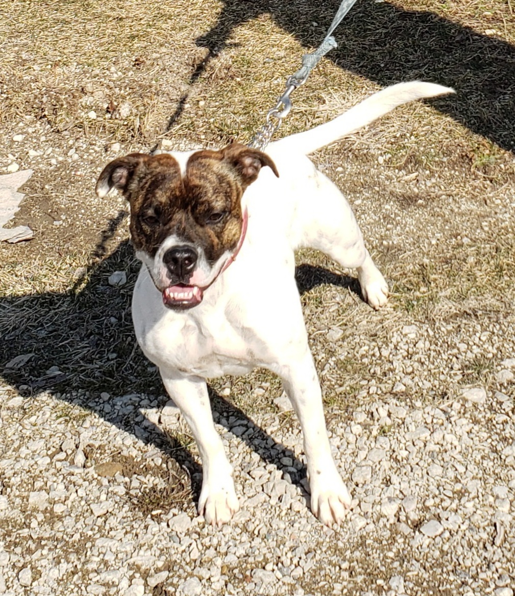 Rhea, a Adoptable mixed breed in Middlebury, IN image 2/2