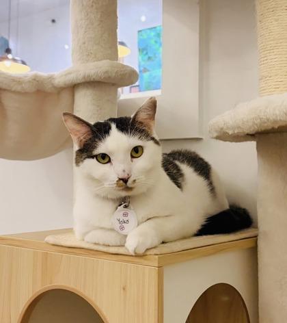 Enlarge Yoko (Pounce Cat Cafe), a Adoptable mixed breed in Savannah, GA image 1/3
