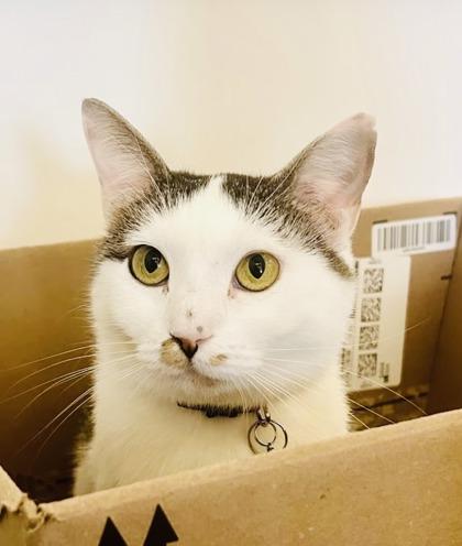 Enlarge Yoko (Pounce Cat Cafe), a Adoptable mixed breed in Savannah, GA image 2/3