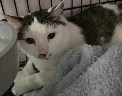 Enlarge Yoko (Pounce Cat Cafe), a Adoptable mixed breed in Savannah, GA image 3/3