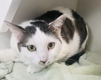 Enlarge Yoko (Pounce Cat Cafe), a Adoptable mixed breed in Savannah, GA image 3/3