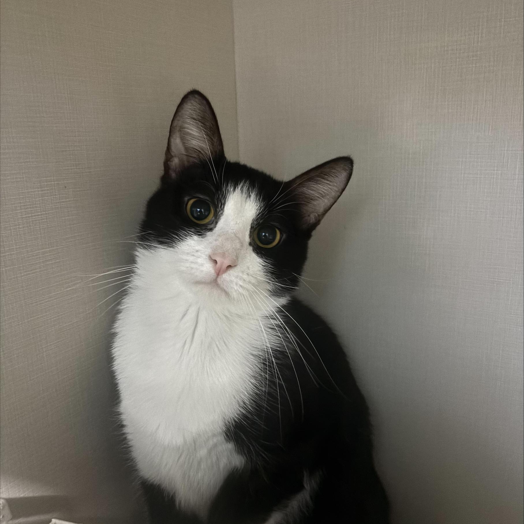 Scampee, Adoptable, Adult Female Domestic Short Hair.