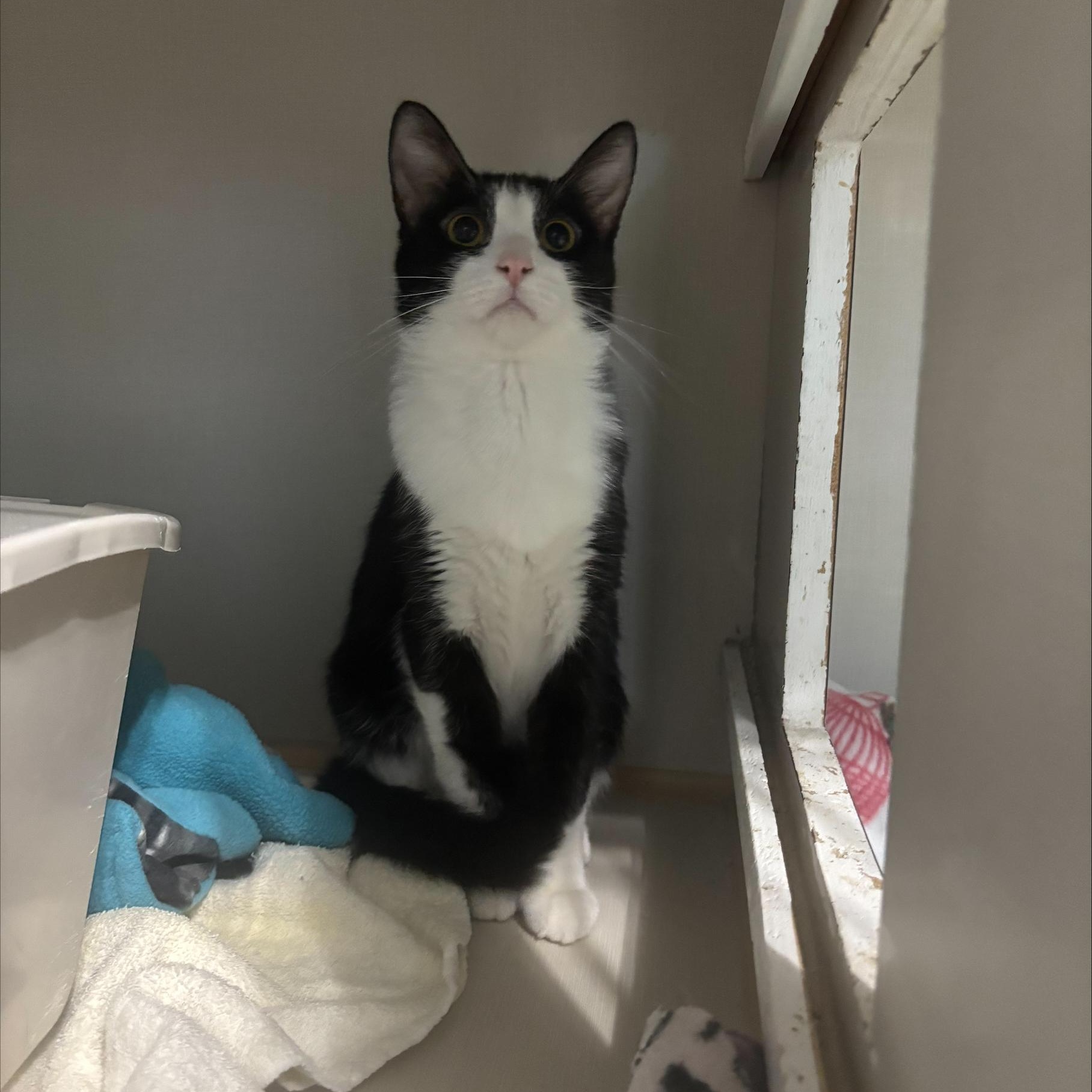 Enlarge Scampee, a Adoptable Domestic Short Hair in Hutchinson, MN image 2/2