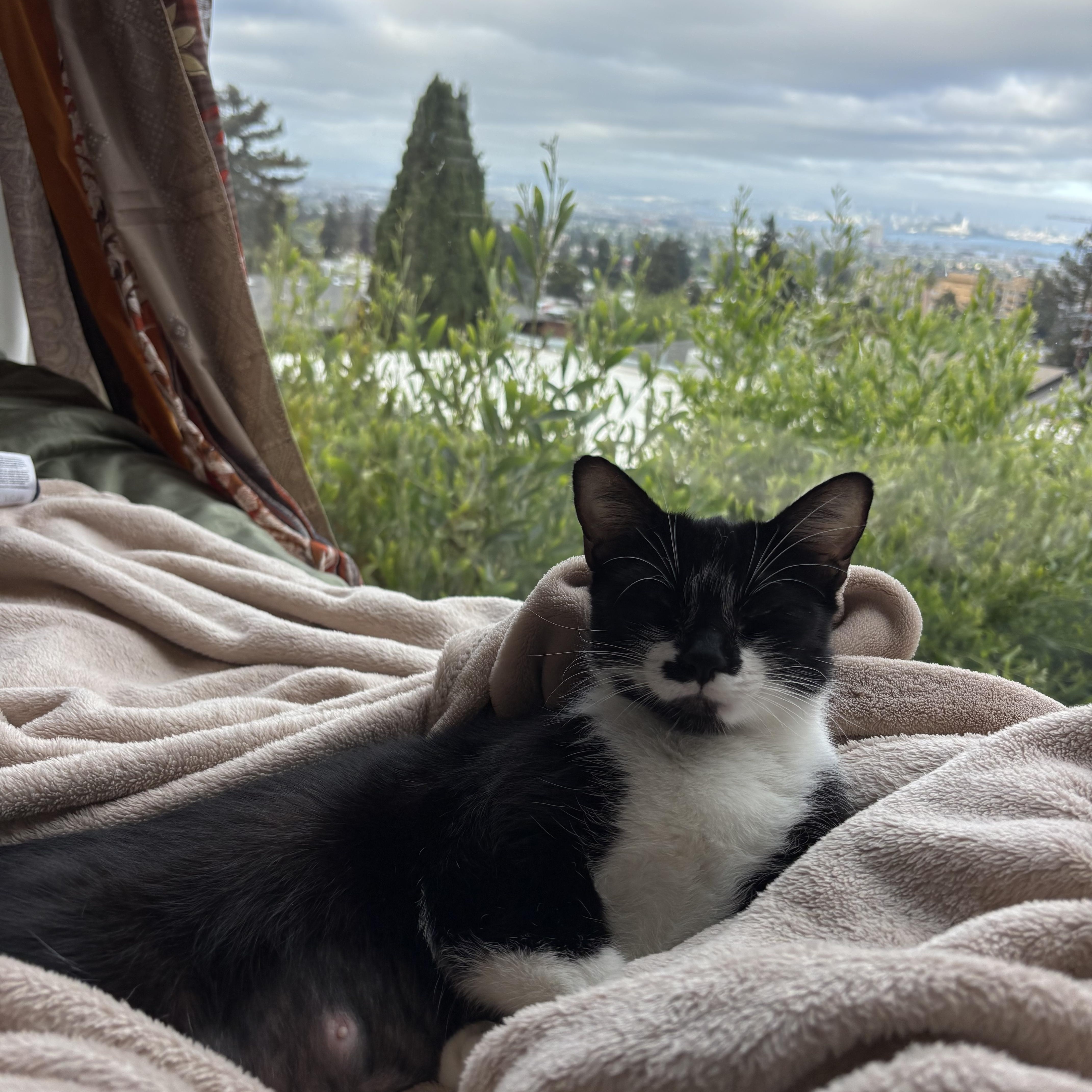 Enlarge Swirl, a ADOPTABLE Domestic Short Hair in Emeryville, CA image 5/5