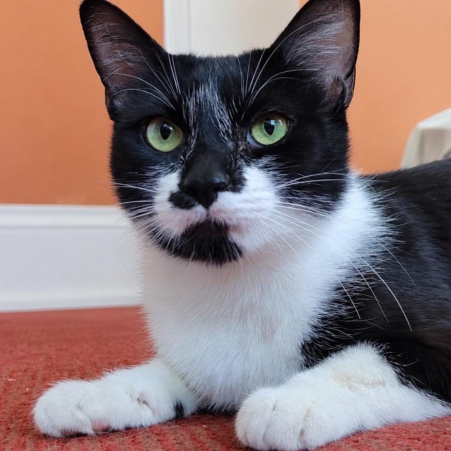Swirl, a ADOPTABLE Domestic Short Hair in Emeryville, CA image 1/6
