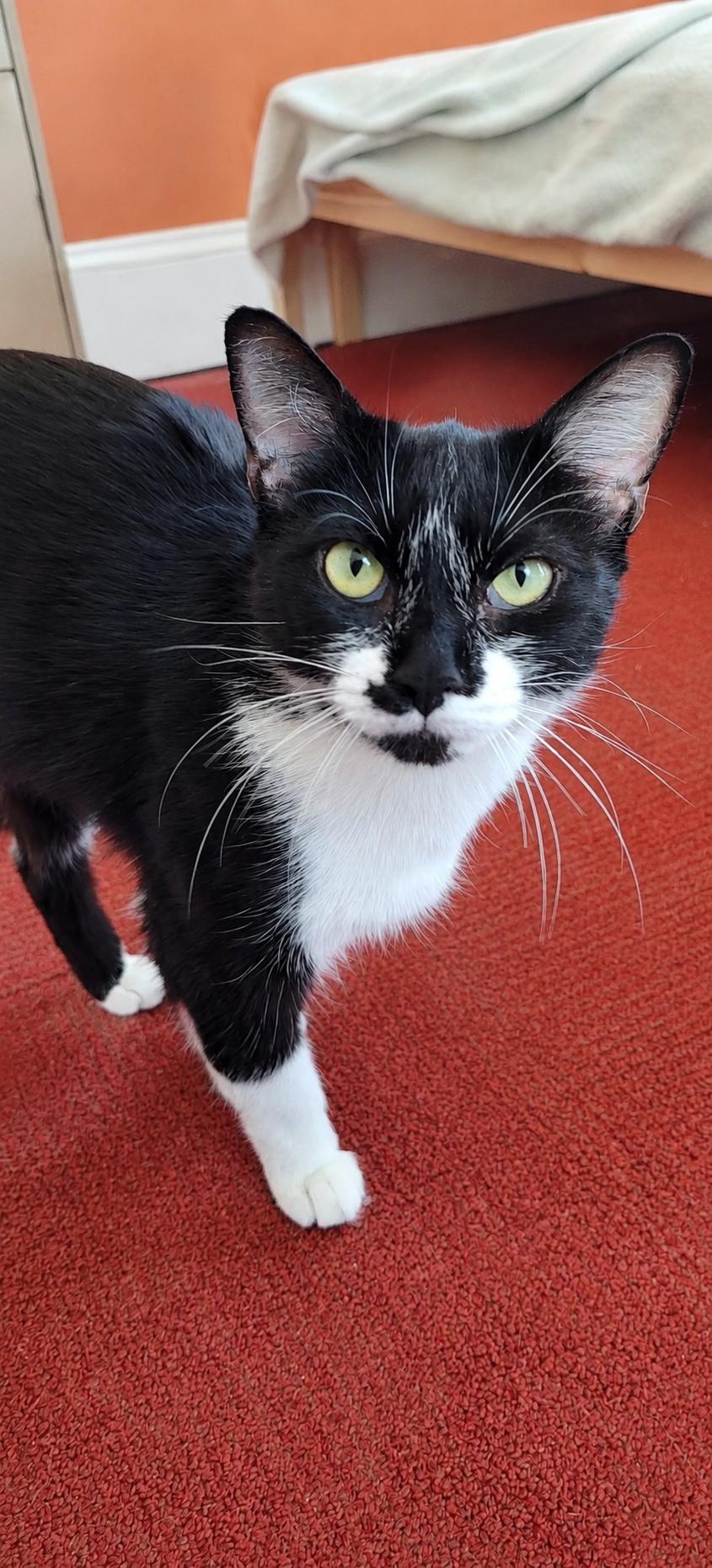 Swirl, a ADOPTABLE Domestic Short Hair in Emeryville, CA image 4/6