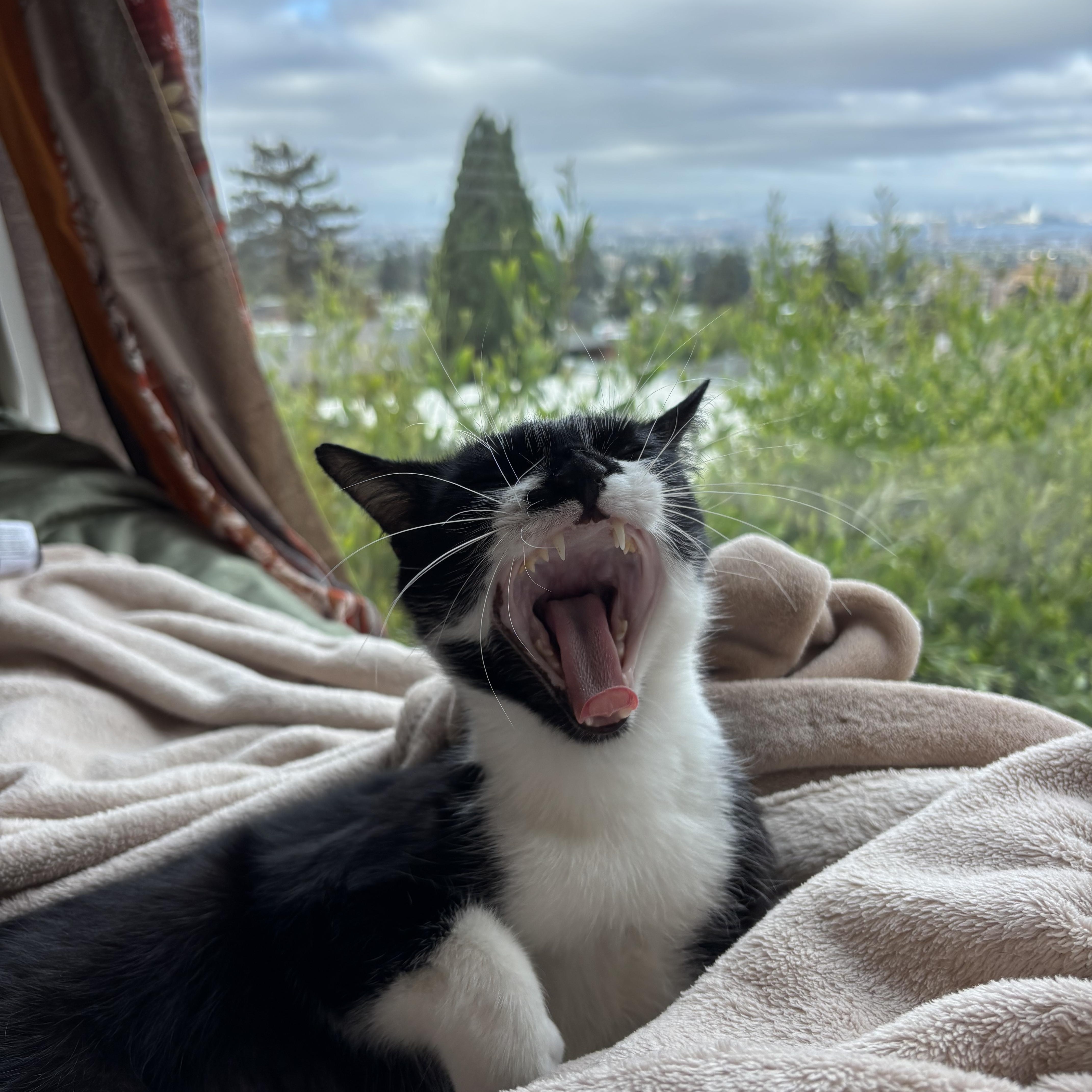 Enlarge Swirl, a ADOPTABLE Domestic Short Hair in Emeryville, CA image 3/5