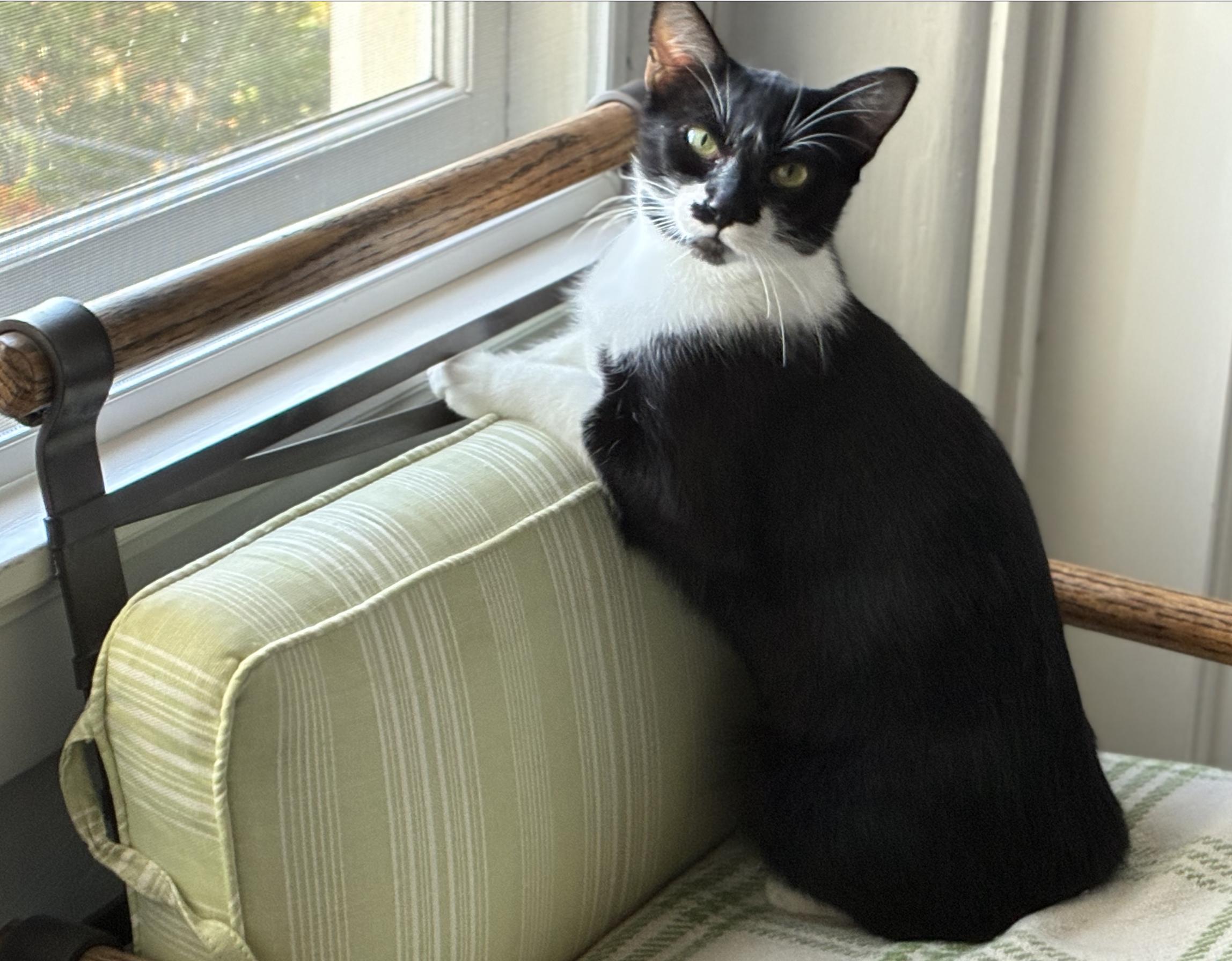 Swirl, a ADOPTABLE Domestic Short Hair in Emeryville, CA image 6/6
