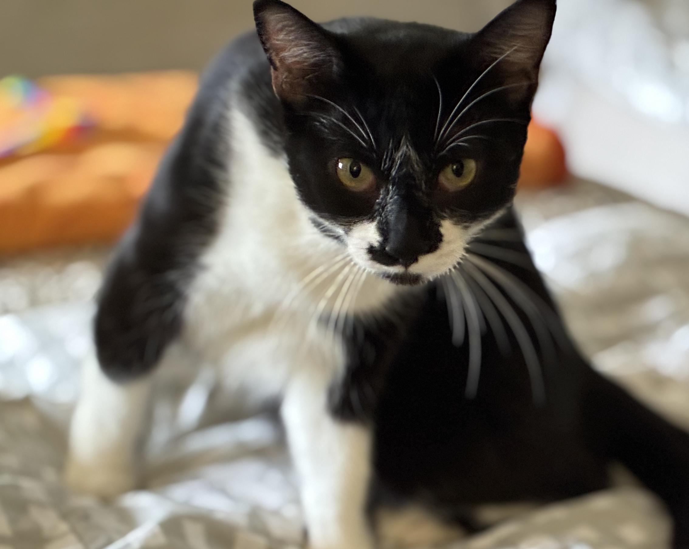 Swirl, a ADOPTABLE Domestic Short Hair in Emeryville, CA image 2/6