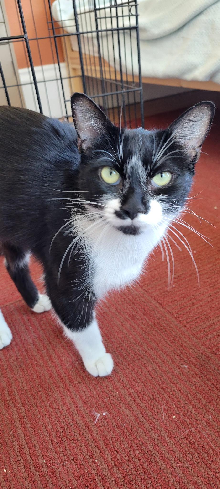 Enlarge Swirl, a ADOPTABLE Domestic Short Hair in Emeryville, CA image 2/5