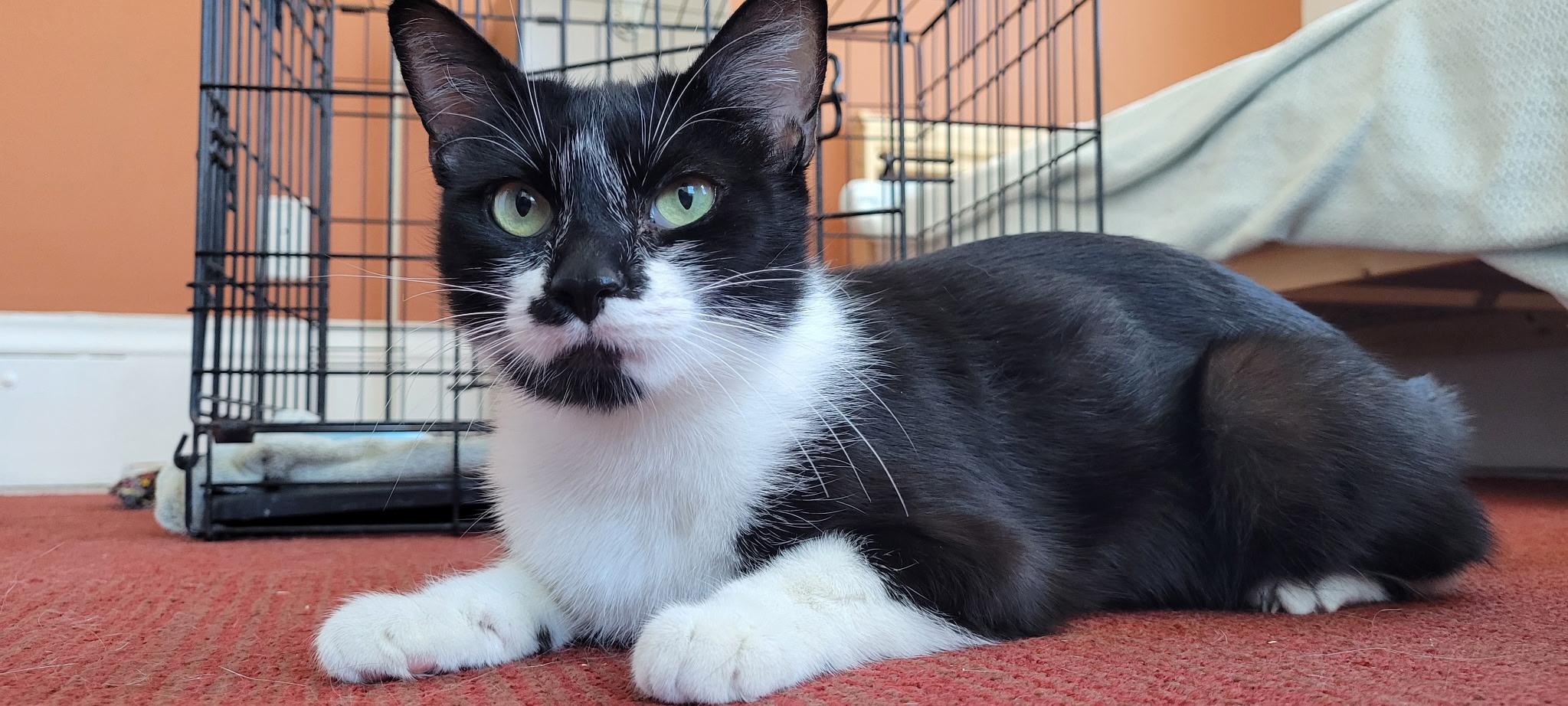 Swirl, ADOPTABLE, Young Female Domestic Short Hair.