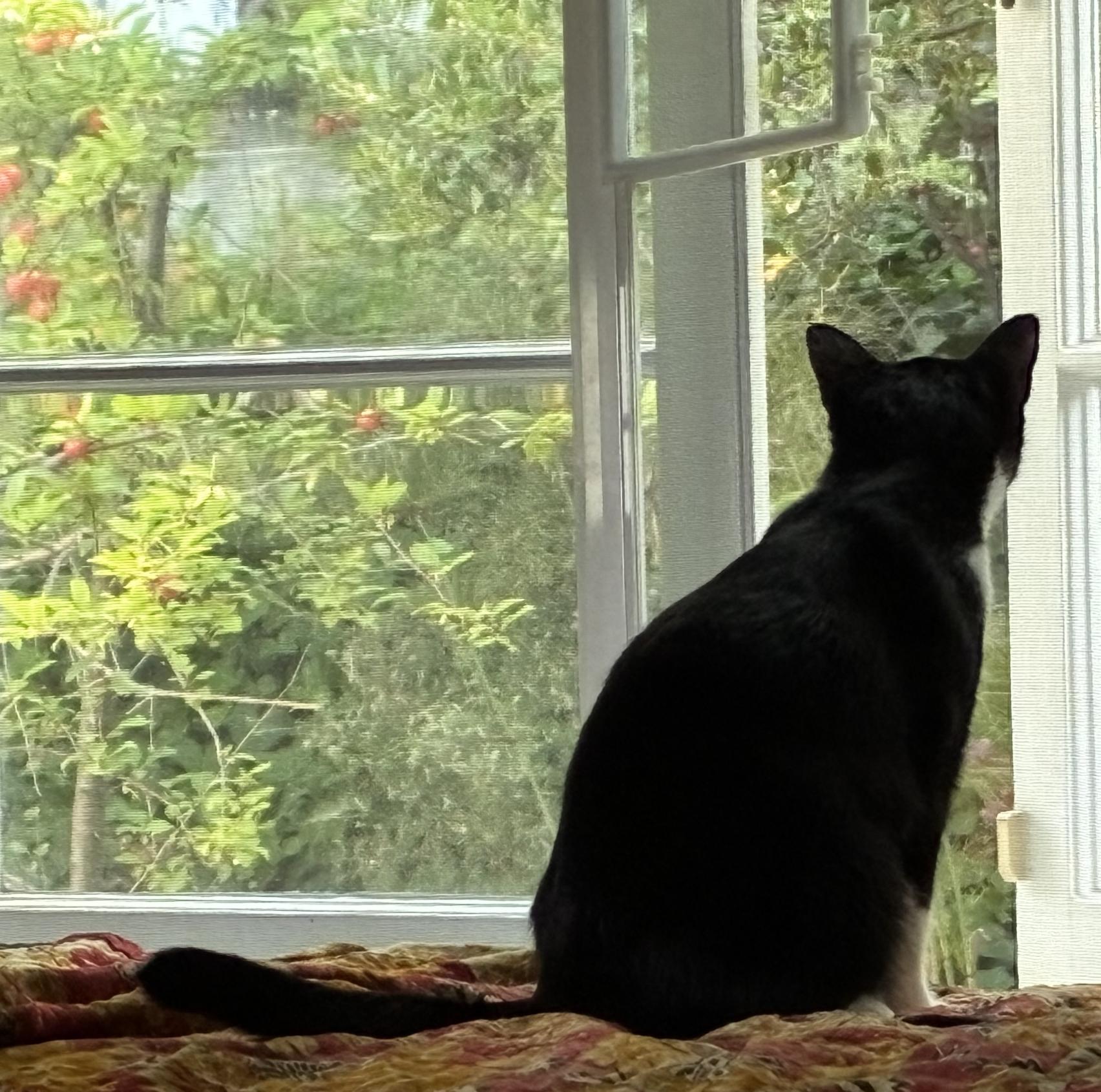 Swirl, a ADOPTABLE Domestic Short Hair in Emeryville, CA image 3/6