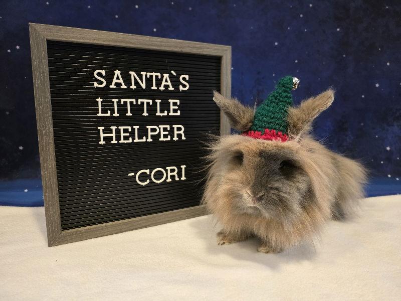 Enlarge Cori, a Adoptable Lionhead in Columbus, OH image 1/1