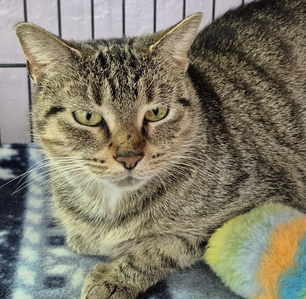 Enlarge Mari, a Adoptable mixed breed in Wild Rose, WI image 1/3