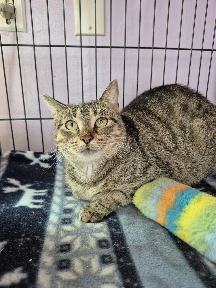 Enlarge Mari, a Adoptable mixed breed in Wild Rose, WI image 2/3