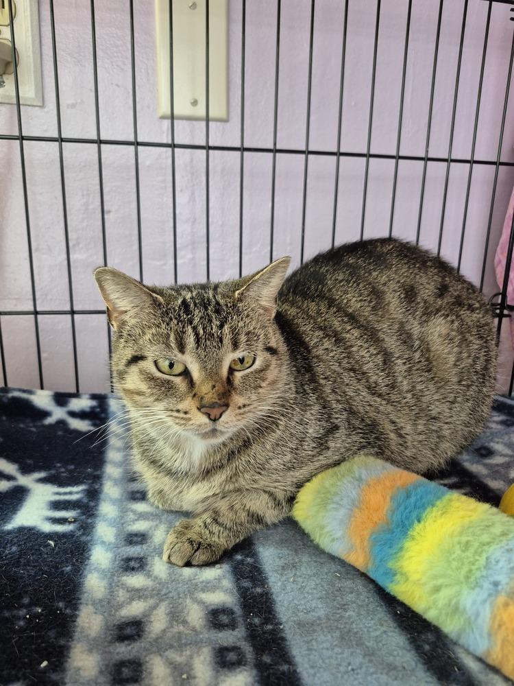 Enlarge Mari, a Adoptable mixed breed in Wild Rose, WI image 3/3