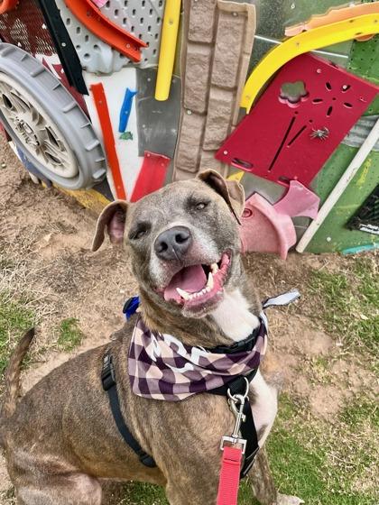Enlarge Paolo 42522, a ADOPTABLE Mixed Breed in Oklahoma City, OK image 1/3