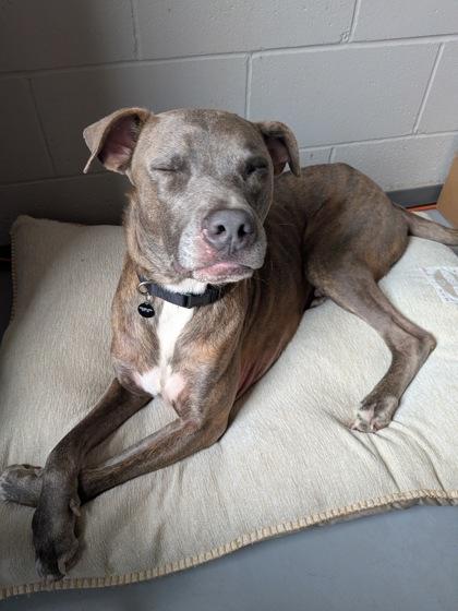 Enlarge Paolo 42522, a ADOPTABLE Mixed Breed in Oklahoma City, OK image 3/3