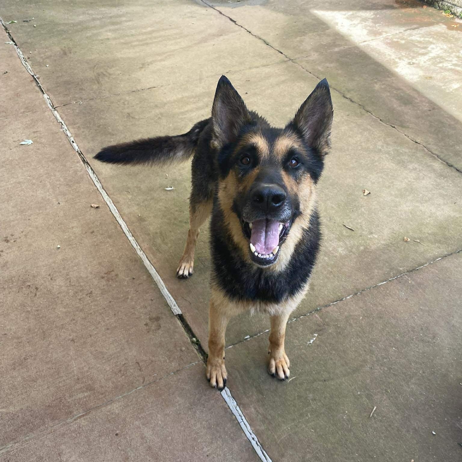 Enlarge Ben, a Adoptable German Shepherd Dog in Spring Hill, TN image 5/6