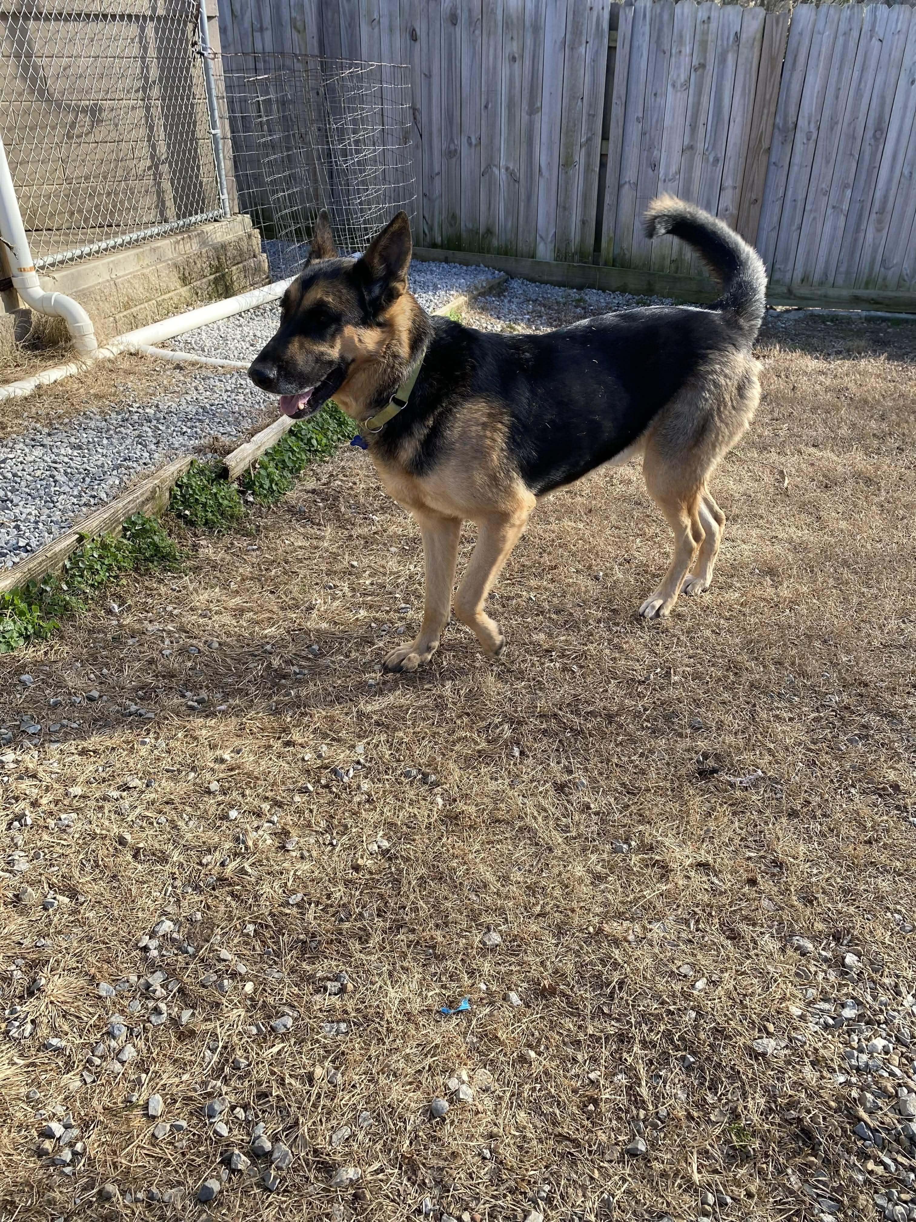 Enlarge Big Ben, a Adoptable German Shepherd Dog in Spring Hill, TN image 1/6