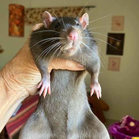 Enlarge Tile, a Adoptable Rat in Scottsdale, AZ image 1/1