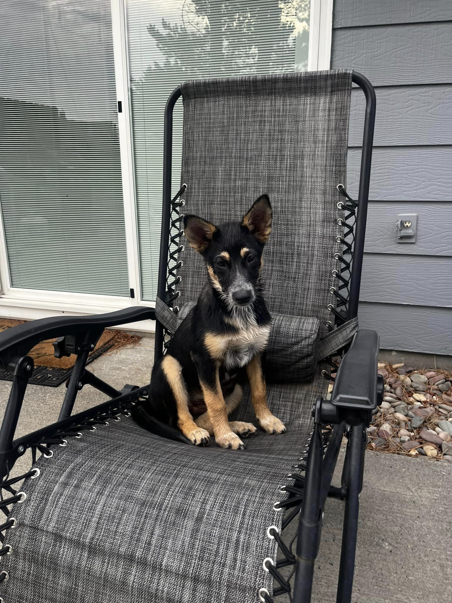 Dog for adoption Viva, an Australian Shepherd Mix in West Richland