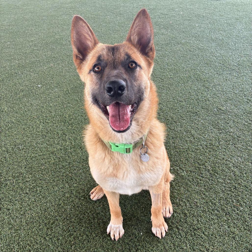 Cutie, Adoptable, Young Female Belgian Shepherd / Malinois & Mixed Breed.