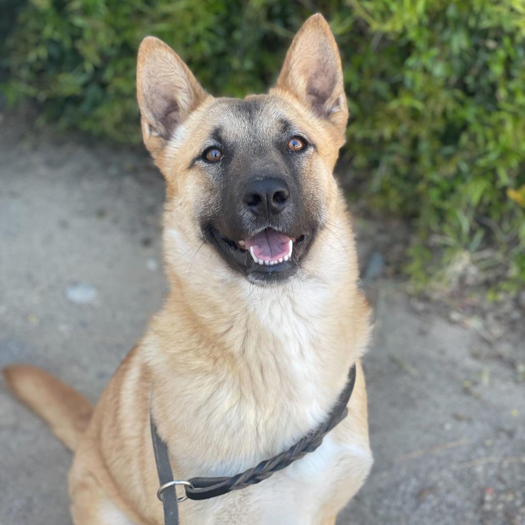 Cutie, Adoptable, Young Female Belgian Shepherd / Malinois & Mixed Breed.