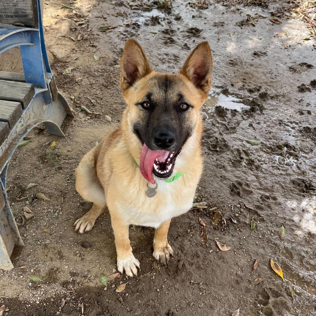 Enlarge Cutie, a Adoptable mixed breed in Riverside, CA image 2/4